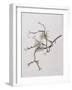 Lichens on Crab Apple Tree, 2001-Rebecca John-Framed Giclee Print