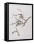 Lichens on Crab Apple Tree, 2001-Rebecca John-Framed Stretched Canvas