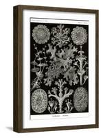 Lichens-Ernst Haeckel-Framed Art Print