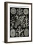 Lichens-Ernst Haeckel-Framed Art Print