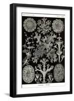 Lichens-Ernst Haeckel-Framed Art Print