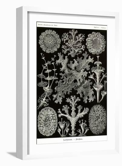 Lichens-Ernst Haeckel-Framed Art Print