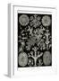 Lichens-Ernst Haeckel-Framed Art Print