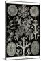 Lichens-Ernst Haeckel-Mounted Art Print