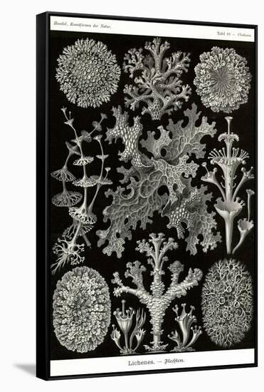 Lichens-Ernst Haeckel-Framed Stretched Canvas