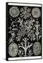 Lichens-Ernst Haeckel-Framed Stretched Canvas