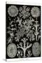 Lichens-Ernst Haeckel-Stretched Canvas