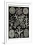 Lichens-Ernst Haeckel-Framed Art Print