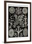 Lichens-Ernst Haeckel-Framed Art Print