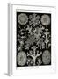 Lichens-Ernst Haeckel-Framed Art Print