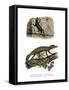 Lichtenstein's Short-Fingered Gecko-null-Framed Stretched Canvas