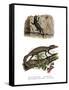Lichtenstein's Short-Fingered Gecko-null-Framed Stretched Canvas