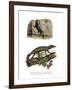 Lichtenstein's Short-Fingered Gecko-null-Framed Giclee Print