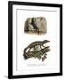 Lichtenstein's Short-Fingered Gecko-null-Framed Giclee Print