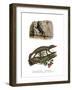 Lichtenstein's Short-Fingered Gecko-null-Framed Giclee Print
