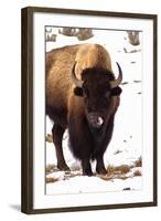 Licking like it Just Don't Matter-Jeff McGraw-Framed Photographic Print