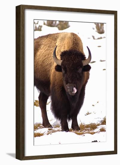 Licking like it Just Don't Matter-Jeff McGraw-Framed Photographic Print