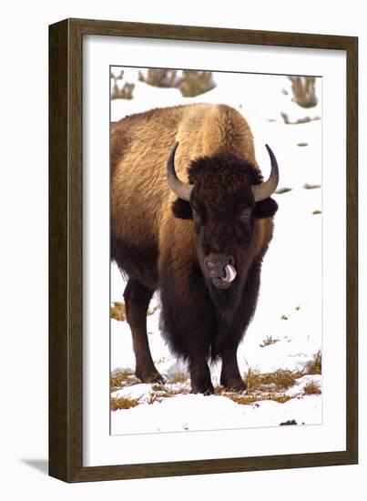 Licking like it Just Don't Matter-Jeff McGraw-Framed Photographic Print