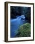 Licorice Fern, Near Dosewallips, Olympic National Park, Washington State, USA-Aaron McCoy-Framed Photographic Print