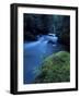 Licorice Fern, Near Dosewallips, Olympic National Park, Washington State, USA-Aaron McCoy-Framed Photographic Print