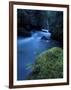Licorice Fern, Near Dosewallips, Olympic National Park, Washington State, USA-Aaron McCoy-Framed Photographic Print