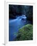 Licorice Fern, Near Dosewallips, Olympic National Park, Washington State, USA-Aaron McCoy-Framed Photographic Print