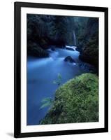 Licorice Fern, Near Dosewallips, Olympic National Park, Washington State, USA-Aaron McCoy-Framed Photographic Print