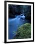 Licorice Fern, Near Dosewallips, Olympic National Park, Washington State, USA-Aaron McCoy-Framed Photographic Print