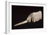 Licorne-null-Framed Giclee Print