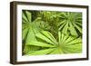 Licuala Fan Palm-null-Framed Photographic Print