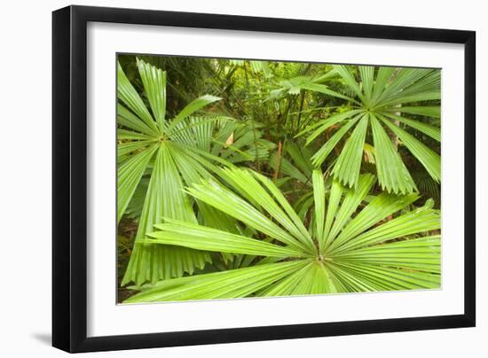 Licuala Fan Palm-null-Framed Photographic Print