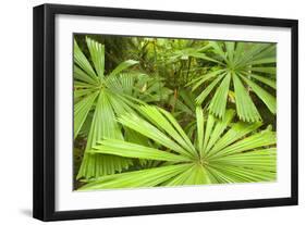 Licuala Fan Palm-null-Framed Photographic Print