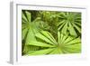 Licuala Fan Palm-null-Framed Photographic Print