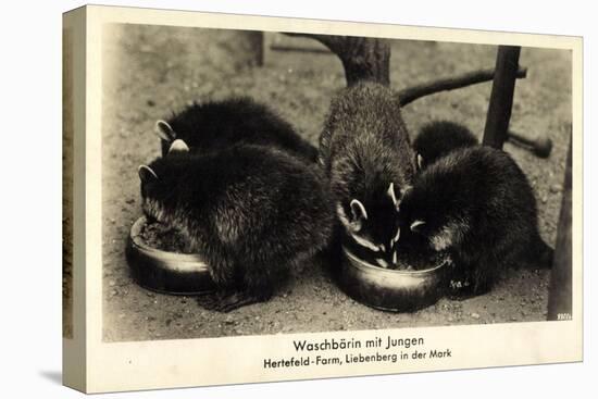 Liebenberg Löwenberg Mark, Waschbärin Mit Jungen Auf Der Hertefeld Farm-null-Stretched Canvas