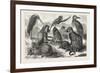 Lieutenant Cameron's Additions to the Zoo-null-Framed Giclee Print