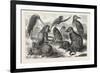 Lieutenant Cameron's Additions to the Zoo-null-Framed Giclee Print