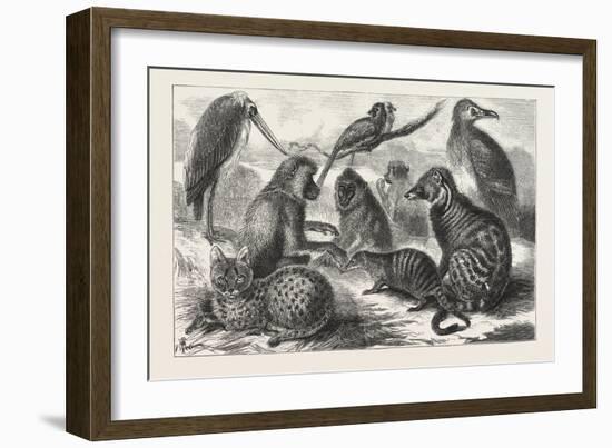 Lieutenant Cameron's Additions to the Zoo-null-Framed Giclee Print