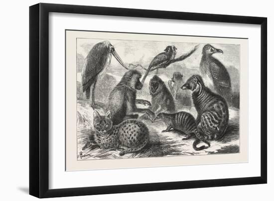 Lieutenant Cameron's Additions to the Zoo-null-Framed Giclee Print