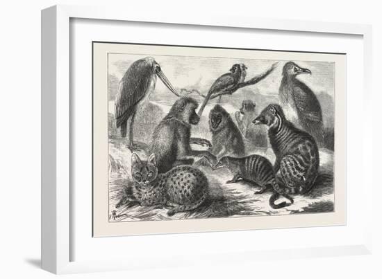 Lieutenant Cameron's Additions to the Zoo-null-Framed Giclee Print