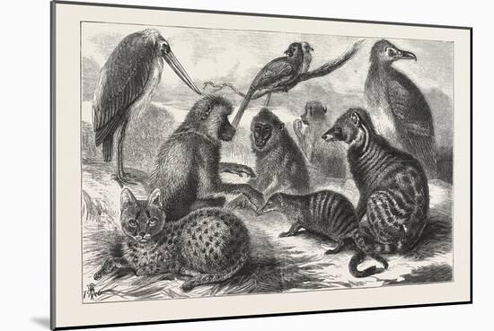 Lieutenant Cameron's Additions to the Zoo-null-Mounted Giclee Print