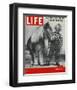 LIFE 30 inch Horse 1952-null-Framed Art Print