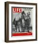 LIFE 30 inch Horse 1952-null-Framed Art Print