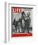 LIFE 30 inch Horse 1952-null-Framed Art Print