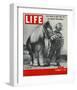 LIFE 30 inch Horse 1952-null-Framed Art Print