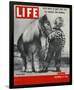 LIFE 30 inch Horse 1952-null-Framed Art Print