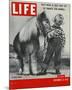 LIFE 30 inch Horse 1952-null-Mounted Art Print