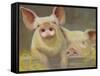 Life as a Pig II-Carolyne Hawley-Framed Stretched Canvas