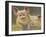 Life as a Pig II-Carolyne Hawley-Framed Art Print