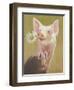 Life as a Pig IV-Carolyne Hawley-Framed Art Print