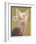 Life as a Pig IV-Carolyne Hawley-Framed Art Print